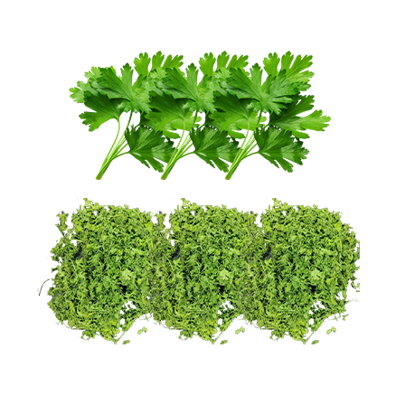 vacuum-dried-dehydrated-coriander